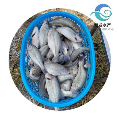 瀘州加洲鱸魚(yú)苗現(xiàn)苗供應(yīng)，專業(yè)配送助力水產(chǎn)養(yǎng)殖